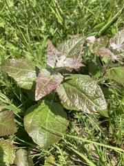 Angiospermae