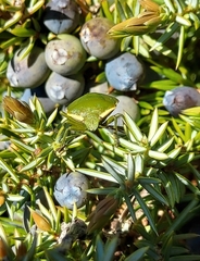 Chlorochroa juniperina