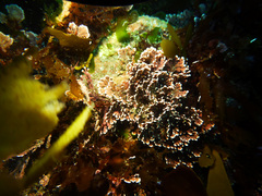 Arthrocardia corymbosa