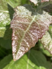 Angiospermae