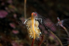 Facelina bostoniensis