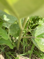 Angiospermae