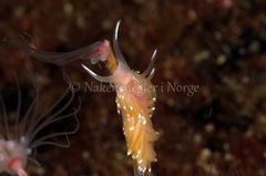 Facelina bostoniensis