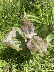 Angiospermae