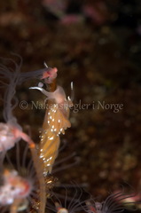 Facelina bostoniensis