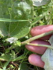 Angiospermae