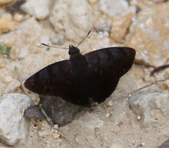 Ebrietas evanidus