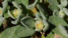 Atriplex elegans