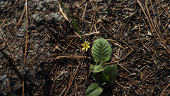 Hypoxis juncea
