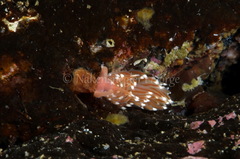 Facelina bostoniensis