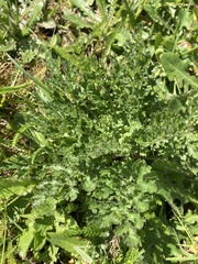 Angiospermae