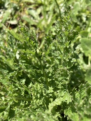 Angiospermae