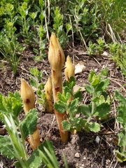 Orobanche teucrii