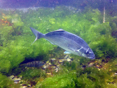 Latridopsis ciliaris