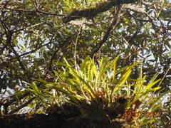 Oncidium sphacelatum