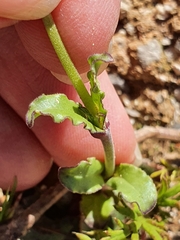 Silene diversifolia image