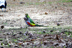 Purpureicephalus spurius