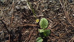 Hypoxis juncea