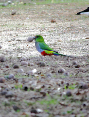 Purpureicephalus spurius