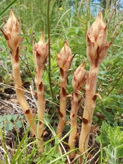 Orobanche teucrii