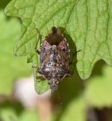 Podisus serieventris