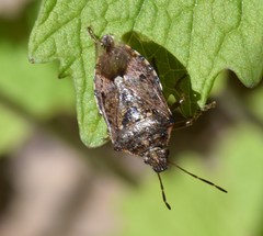 Podisus serieventris