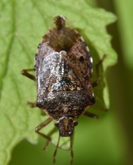 Podisus serieventris