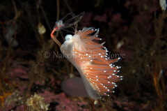 Coryphella