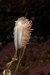 Coryphella