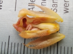 Orobanche teucrii