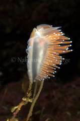 Coryphella