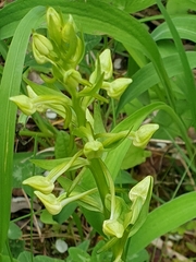 Platanthera chlorantha