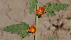 Sphaeralcea orcuttii