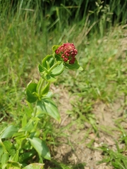 Centranthus ruber