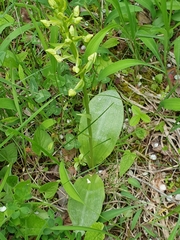 Platanthera chlorantha