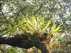 Oncidium sphacelatum