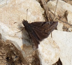Erynnis marloyi