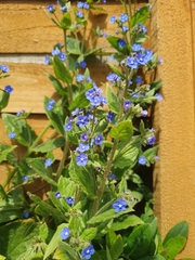 Pentaglottis sempervirens