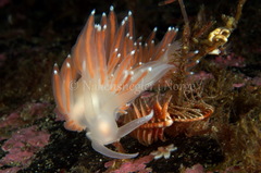 Coryphella