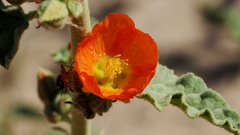 Sphaeralcea orcuttii