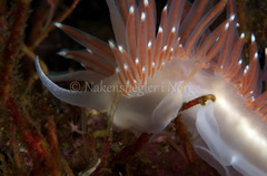 Coryphella
