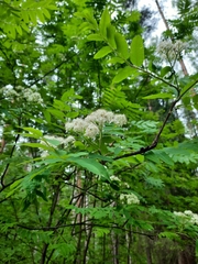 Sorbus aucuparia