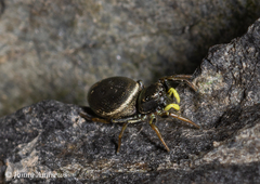 Heliophanus flavipes