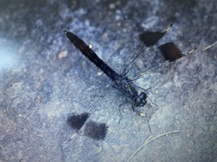 Brachythemis leucosticta