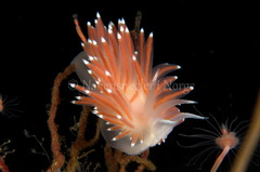 Coryphella