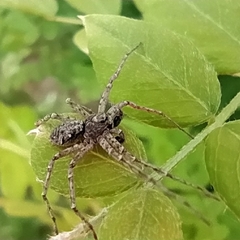 Philodromus emarginatus