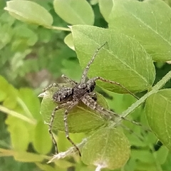 Philodromus emarginatus