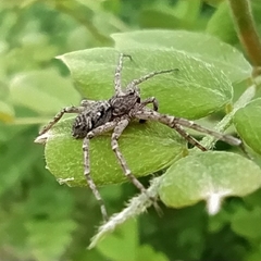 Philodromus emarginatus