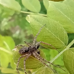Philodromus emarginatus