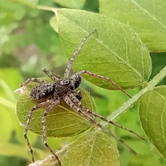 Philodromus emarginatus